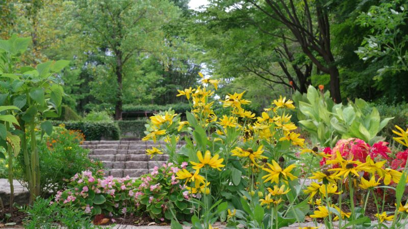 yellow flowers near stone steps in a garden